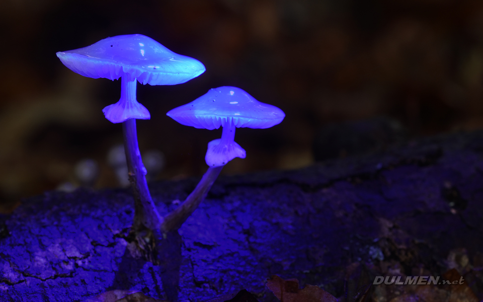 Porcelain fungus (Oudemansiella mucida)